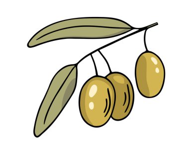 Zeytin dalı, elle çizilmiş karalama. Yapraklı dal ve meyve kaplamalı. Basit minimalist tasarım. Yemek menüsü ya da kozmetik konsept dekorasyon. İzole edilmiş. Vektör.