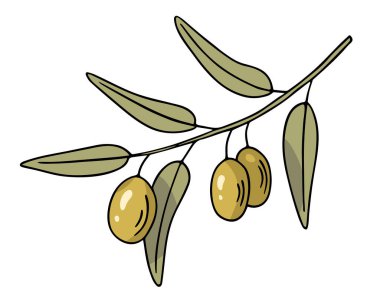 Zeytin dalı, elle çizilmiş karalama. Yapraklı dal ve meyve kaplamalı. Basit minimalist tasarım. Yemek menüsü ya da kozmetik konsept dekorasyon. İzole edilmiş. Vektör.