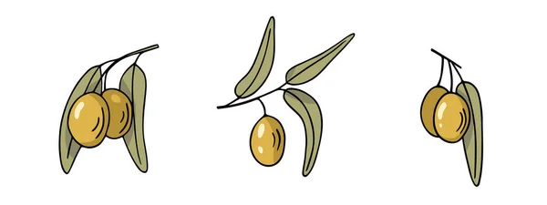 Cabang Olive Set Gambar Tangan Sketsa Corat Coret Twig Dengan - Stok Vektor