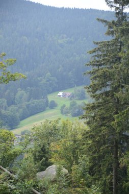 Doğa manzarası, yeşil turistik manzara, doğa yürüyüşü manzarası. Çiçek vadisine yaz gezisi.
