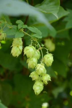 Doğa manzarası, yeşil turistik manzara, bitki gezisi manzarası. Kokorinsko Vadisi 'ne yaz gezisi.