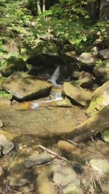 Karpatlar 'ın küçük şelalesi, dingin doğa orman manzarasını rahatlatıyor. Dikey video