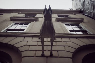 Londra, İngiltere - 25 Mart 2025: Aşağıdan bakıldığında Mayfair, Londra 'da klasik bir bina girişinin üzerine büyük bir köpek heykeli monte edilmiştir.