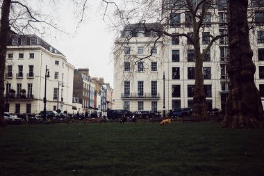 Londra, İngiltere - 25 Mart 2025: Londra 'nın orta kesimindeki Mayfair' de Gürcü tarzı binalarla çevrili bir parkta bir köpek yürüyor.