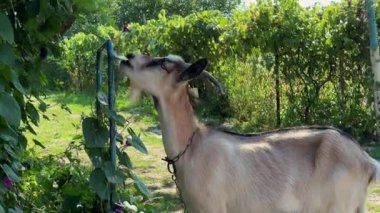 Benekli gri keçi, ekilmiş mor çiçeği yiyor.