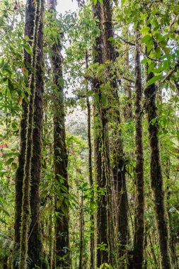 Dağlardaki güzel orman