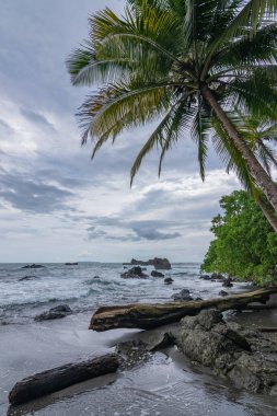 Palmiye ağaçları ve mavi gökyüzü olan güzel tropikal plaj