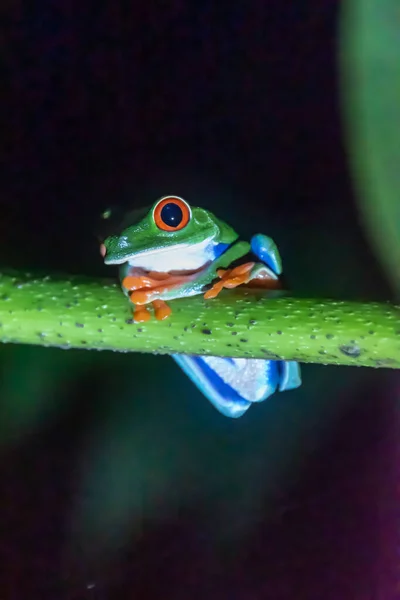 Красноглазый Лягушонок Ветке Коста Рике — стоковое фото