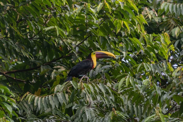 Toucan Ett Träd Costa Rica — Stockfoto