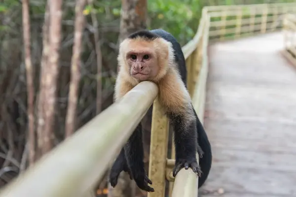 Primo Piano Colpo Una Scimmia Carina — Foto Stock
