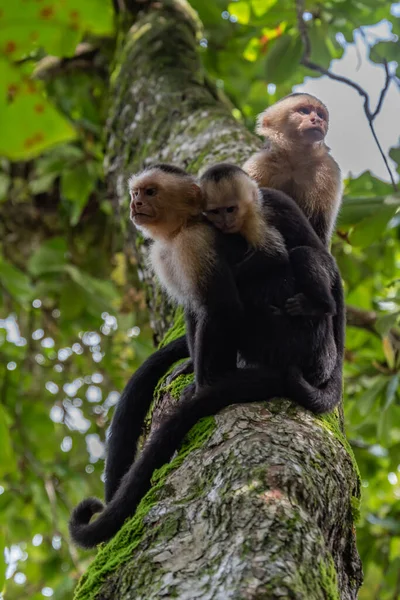 Scimmia Nella Foresta Verde — Foto Stock
