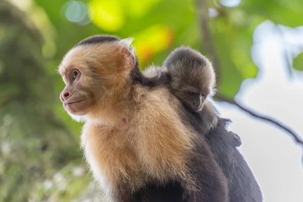 Famiglia Scimmia Costa Rica — Foto Stock