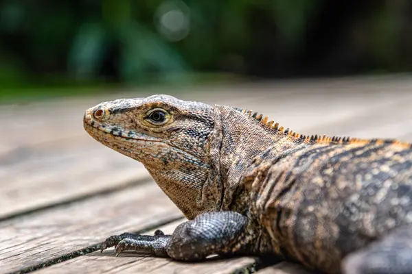 Sahilde iguana