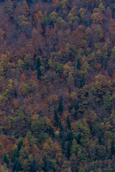 Ağaçlı güzel sonbahar manzarası, renkli yapraklar, sonbahar yaprakları