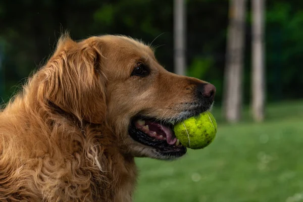 Golden retriever 'ın portresi