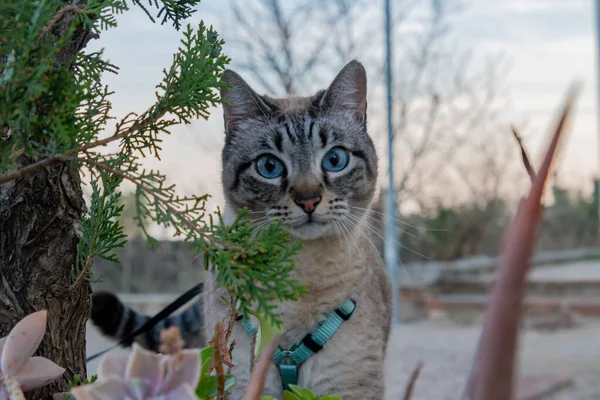 Eine Katze Garten — Stockfoto