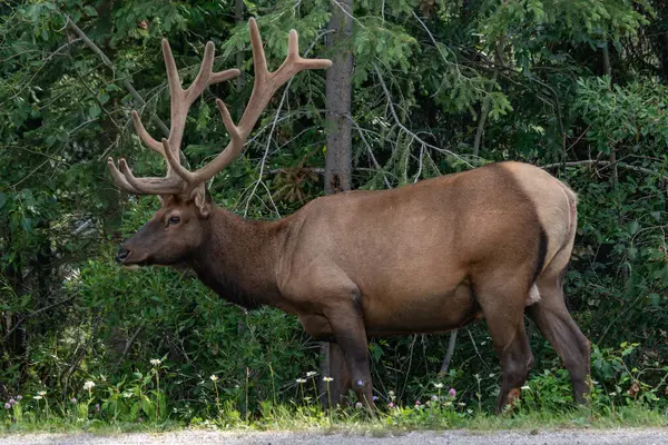 vahşi Kızıl geyik