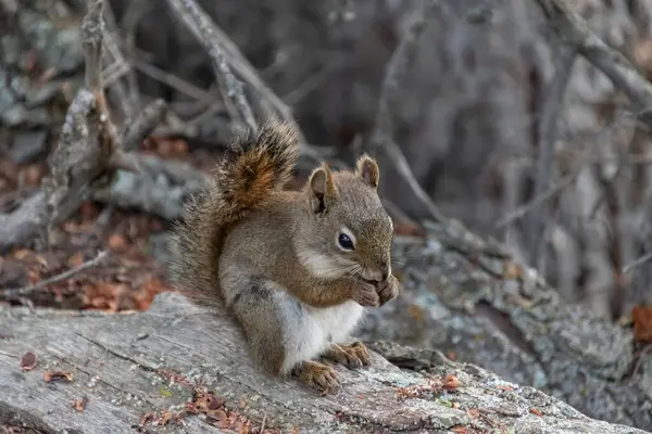 Ormandaki kırmızı sincap