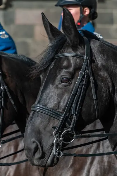 At kafası yakın çekim.