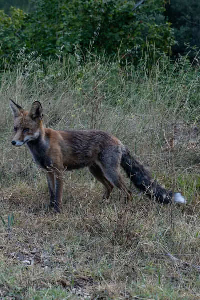 Ormanda kızıl tilki