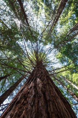 Ormanın kökleri olan eski ağaç.