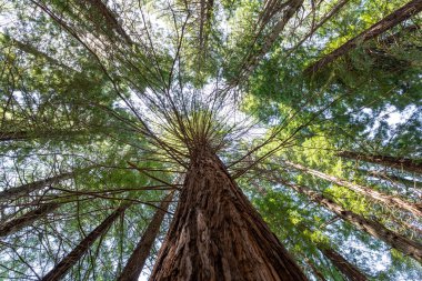 Ormanda yeşil yosunları olan uzun ağaçlar..
