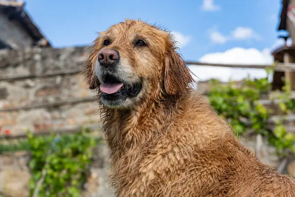 Köyün ahşap duvarında golden retriever köpeği