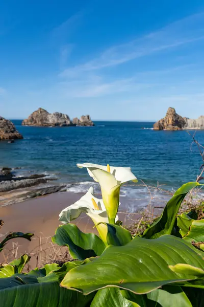 Deniz kıyısının güzel manzarası