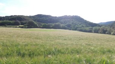 Yazın buğday tarlasında İHA uçuşu