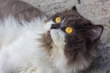 Pers kedisi beyaz ve gri beton zeminde oturuyor ve dümdüz bakıyor..