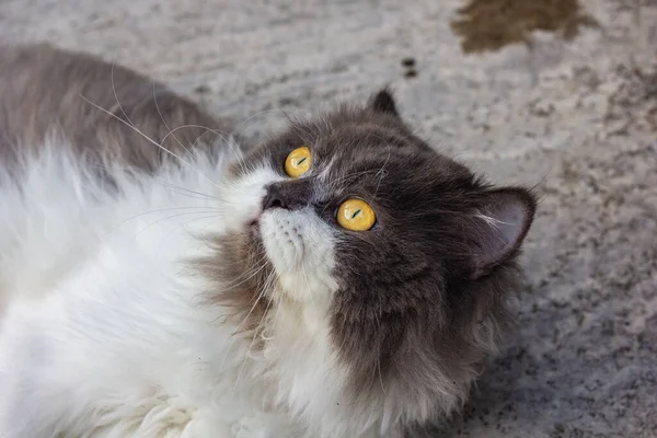 Персидская Кошка Бела Сидела Бетонном Полу Смотрела Прямо — стоковое фото