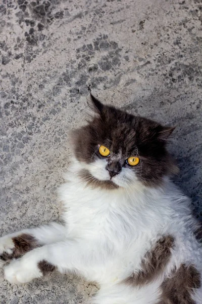 Gato Persa Blanco Gris Sentado Suelo Hormigón Mirar Recto — Foto de Stock