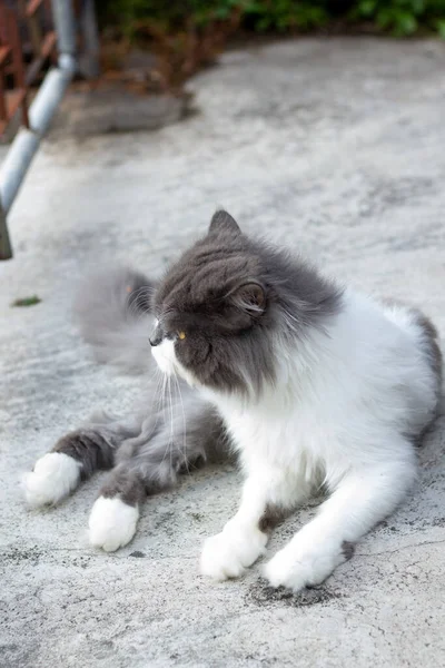 波斯猫 白色和灰色坐在水泥地板上 直视四周 — 图库照片