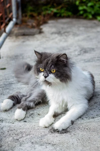波斯猫 白色和灰色坐在水泥地板上 直视四周 — 图库照片
