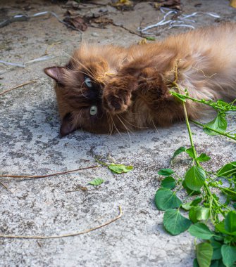 Isırgan kedisi, Acalypha indica ya da yerde kedi nanesi oynadıktan sonra sarhoş kedi. Mutlu kedi zamanı.