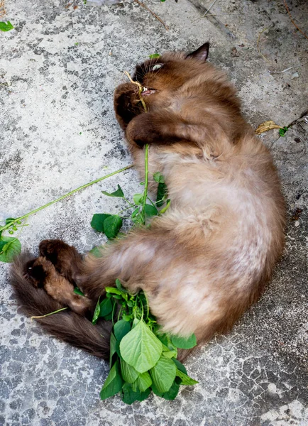 Пьяная Кошка После Игры Крапиву Акалифа Индика Кошачью Мяту Полу — стоковое фото