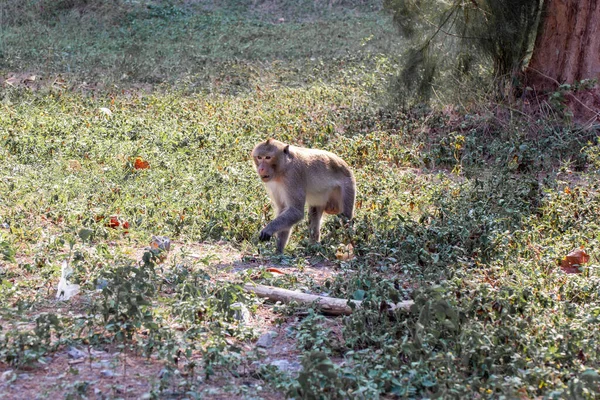 Makaque Opice Portrét Který Název Dlouhoocasý Krab Jíst Nebo Cynomolgus — Stock fotografie