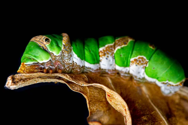 黒を背景に古い葉を持つ緑の毛虫蝶 珍しいザリガニ蝶の冬虫夏草 Papilio Machaon — ストック写真