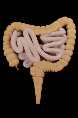 Kalın ve ince bağırsaklar beyaza izole edilmiş. İnsan sindirim sistemi anatomisi. Gastrobağırsak yolu. siyah arkaplan 3d oluşturucu