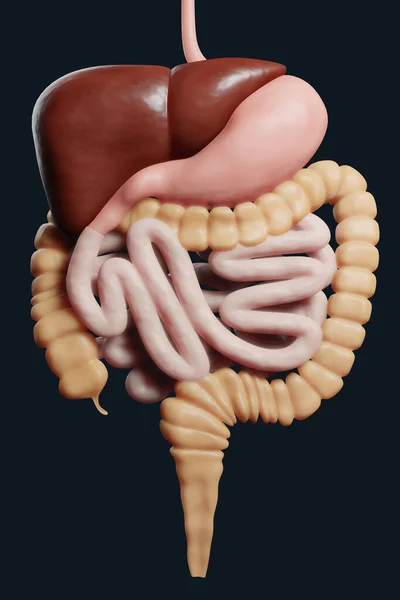 Intestino Grueso Delgado Aislado Blanco Anatomía Del Sistema Digestivo Humano —  Fotos de Stock