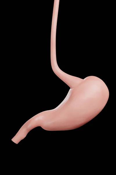 Large Small Intestine Isolated White Human Digestive System Anatomy Gastrointestinal — Stock Photo, Image