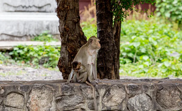 Scimmia Bambino Sotto Protezione Della Madre — Foto Stock