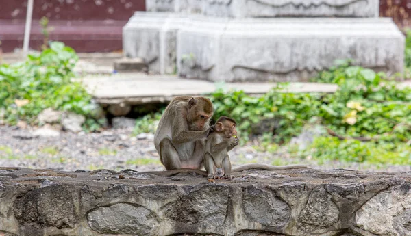 Scimmia Bambino Sotto Protezione Della Madre — Foto Stock