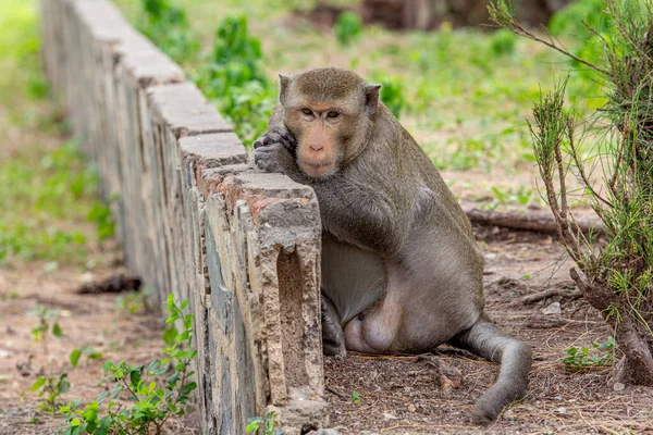 Retrato Mono Macaco Cuyo Nombre Cola Larga Comer Cangrejo — Foto de Stock