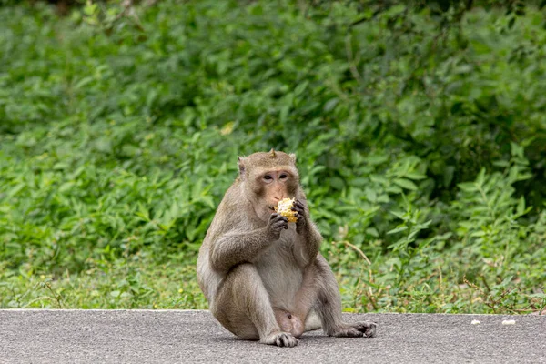 Retrato Macaco Macaco Cujo Nome Cauda Longa Caranguejo Comendo — Fotografia de Stock