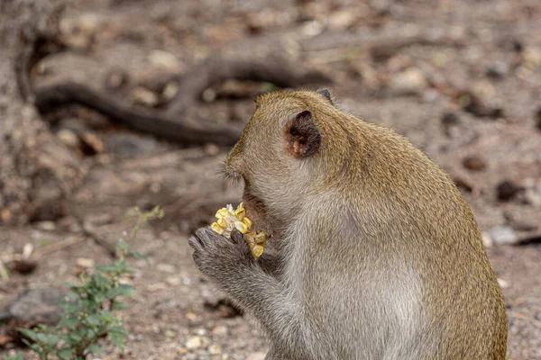 Retrato Mono Macaco Cuyo Nombre Cola Larga Comer Cangrejo — Foto de Stock