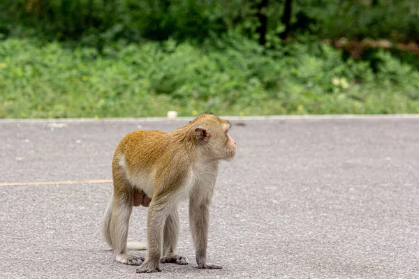 Retrato Macaco Macaco Cujo Nome Cauda Longa Caranguejo Comendo — Fotografia de Stock