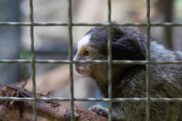 Marmosets in the zoo convey a call to animal protection. represents the hunt for wild animals