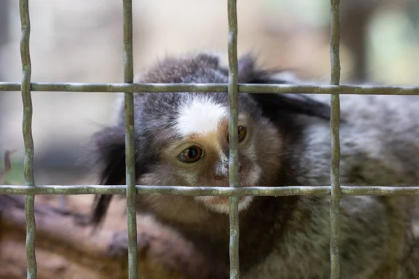 Äffchen Zoo Rufen Zum Tierschutz Auf Repräsentiert Die Jagd Auf — Stockfoto