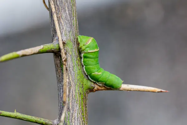 Закрыть Зеленой Гусеничной Бабочкой Размытом Фоне Гусеница Редкой Парусной Бабочки — стоковое фото